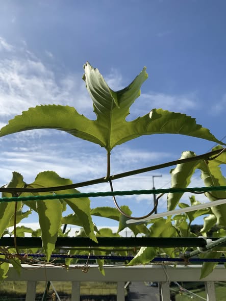 LẤY NỢ LÀM MƯU: CÚ PHẢN CÔNG SINH TỬ CỦA  NGƯỜI VỢ CŨ